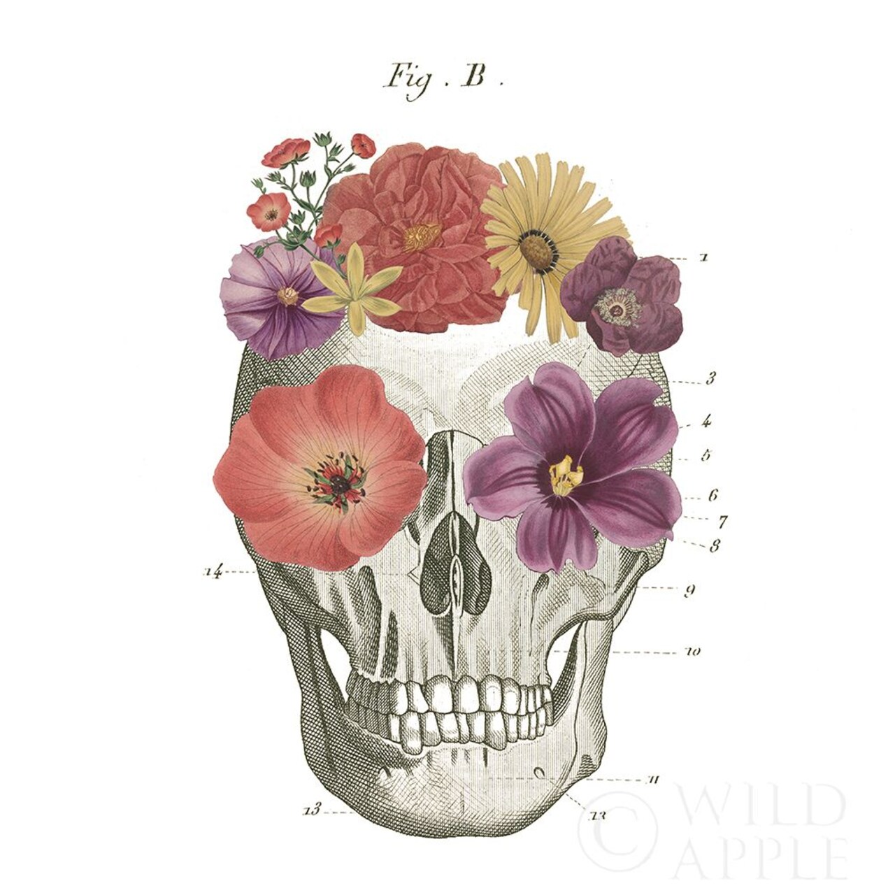 Floral Skull Ii Poster Print by Wild Apple Portfolio - Item # VARPDX37402